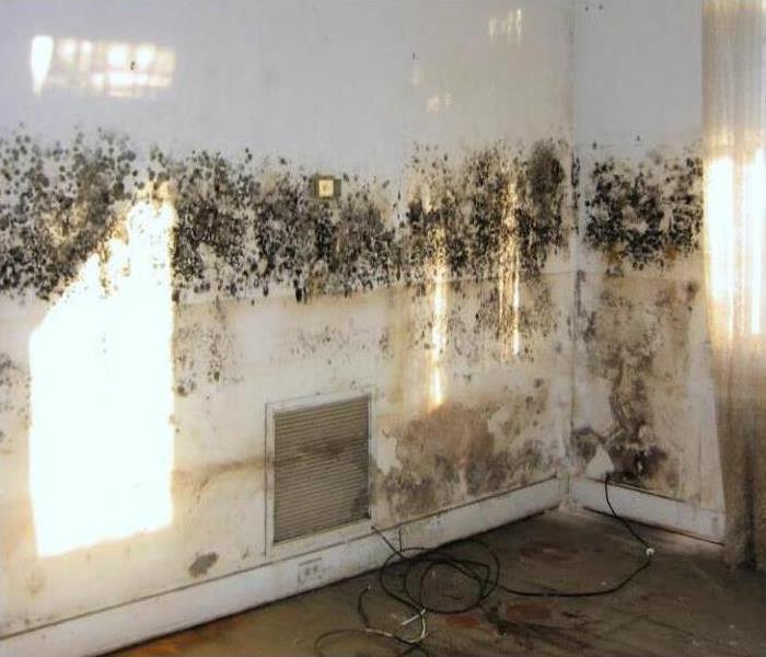 Mold Growing on the Wall