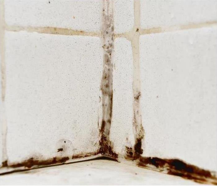 Mold in the Corner of a shower